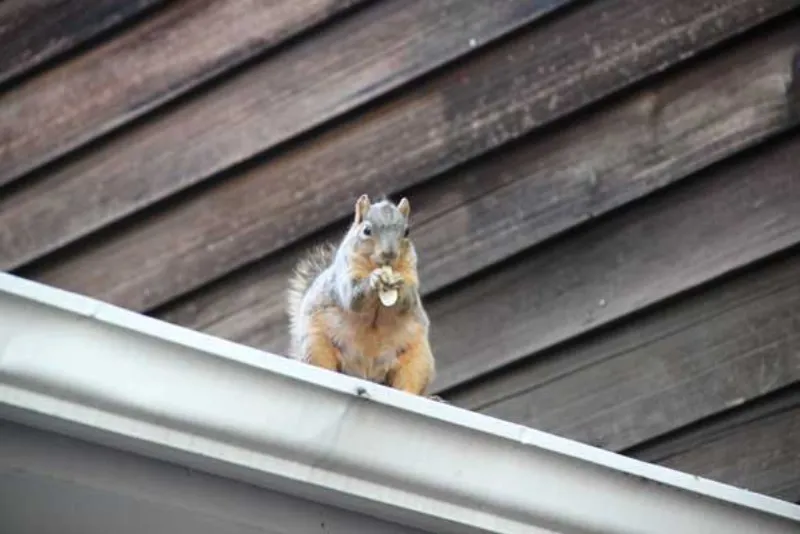 Squirrel near a chimney cap illustrating the need for squirrel-proof chimney protection