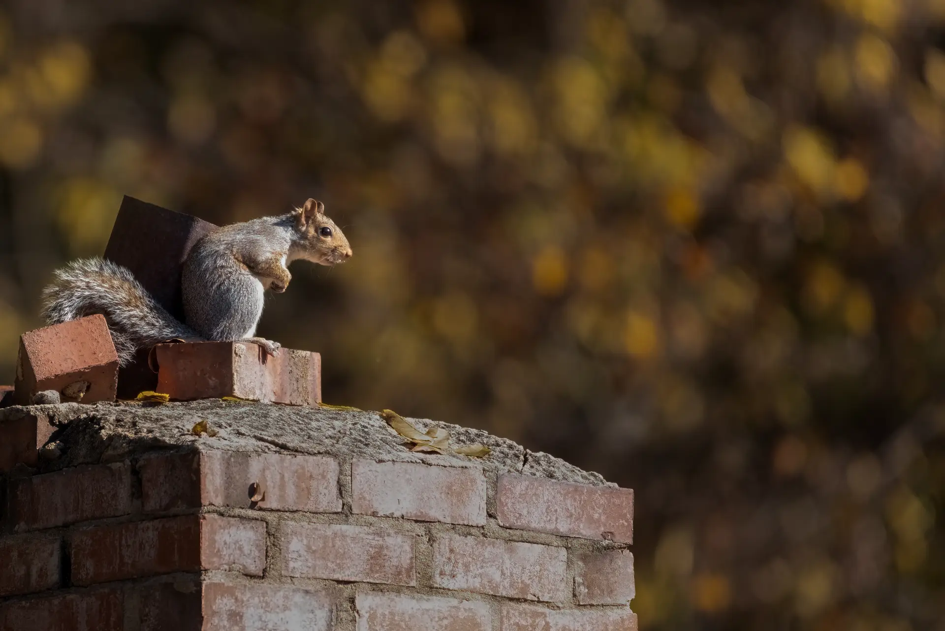 Gray squirrel perched on top of a brick chimney in Central Kentucky