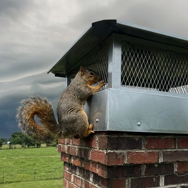 Squirrel sitting on top of a Lexington, KY chimney cap